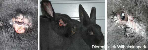 2 konijnen met myxomatose die genezen zijn